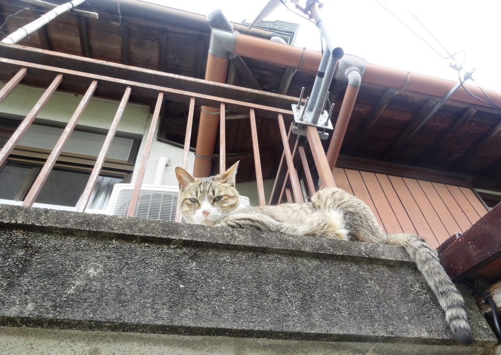 ねこ、風太 見下ろす