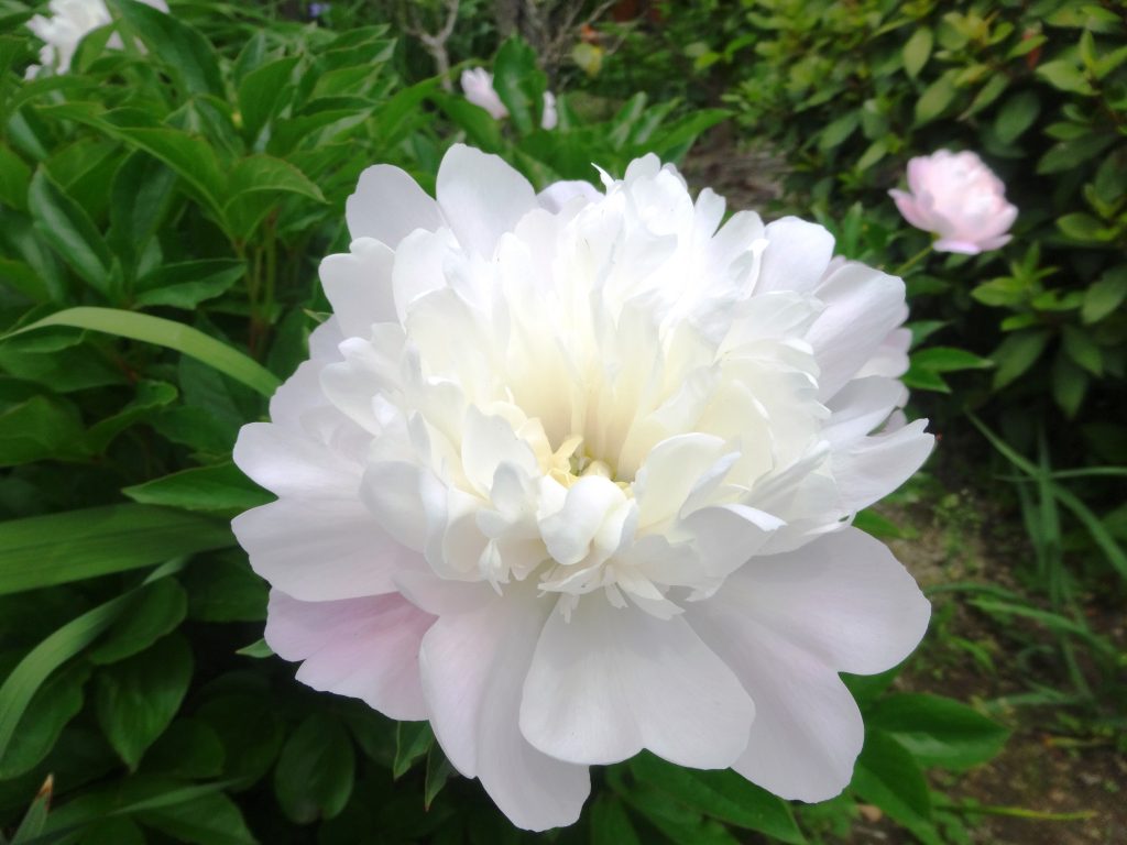 シャクヤク(芍薬)
