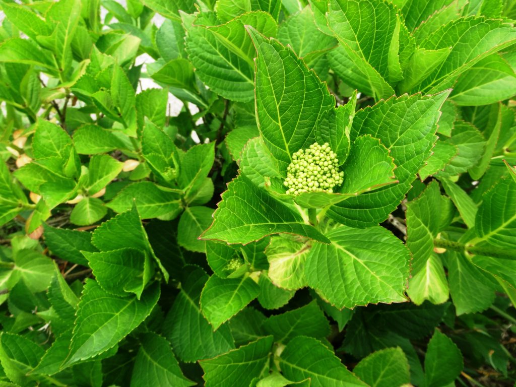 あじさいの蕾