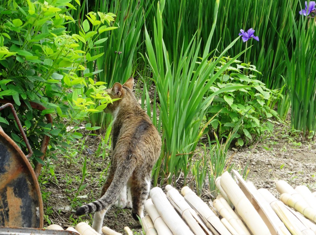 ねこ、風太 巡回