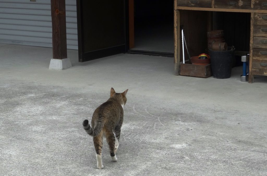ねこ、風太 巡回