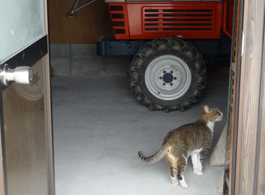 ねこ、風太 巡回