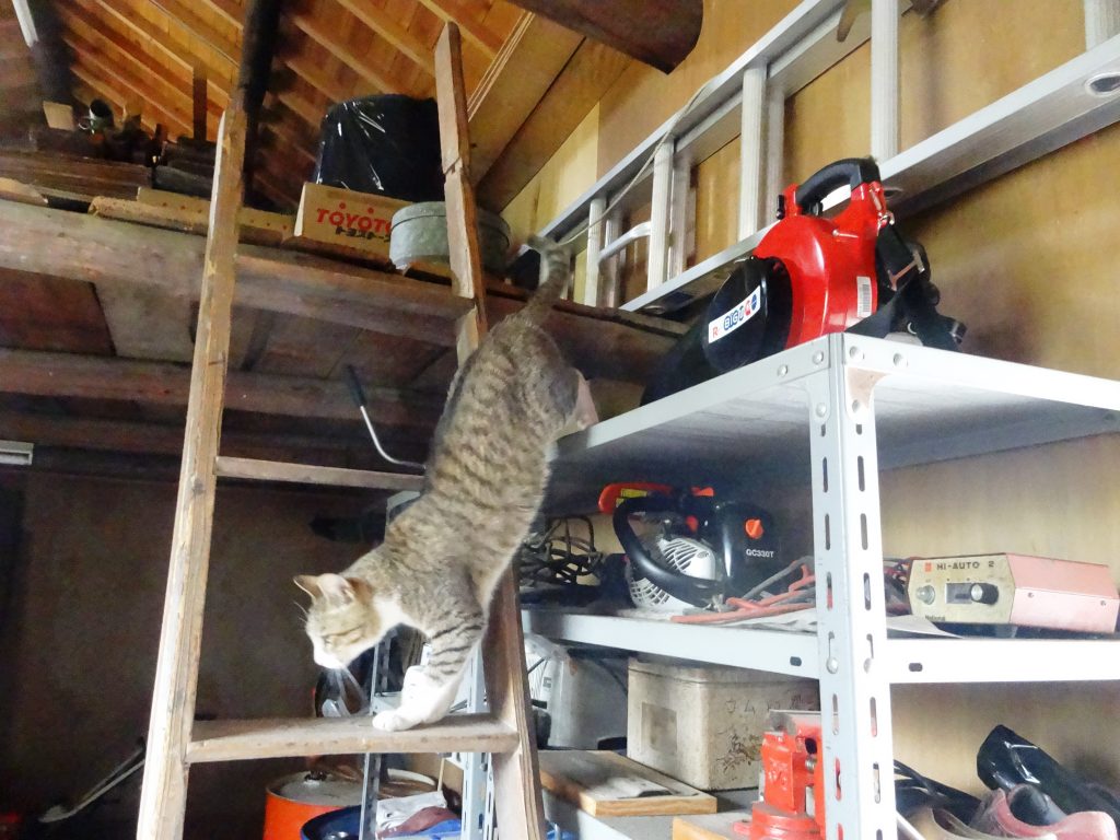 ねこ、風太 巡回