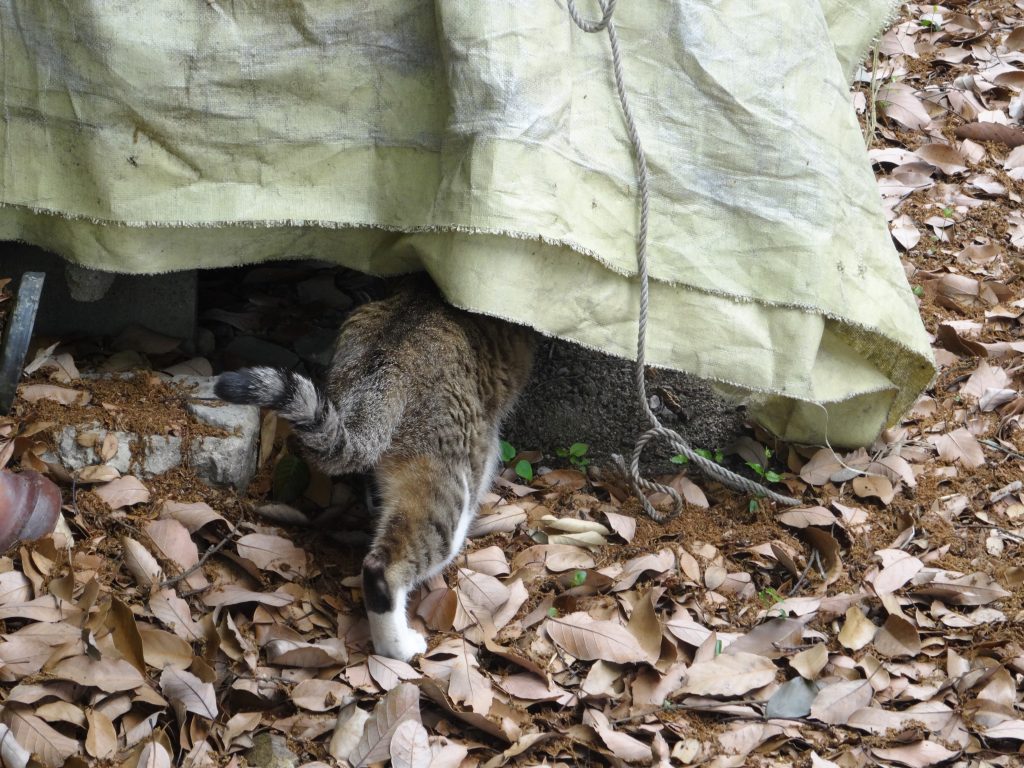 ねこ、風太 巡回