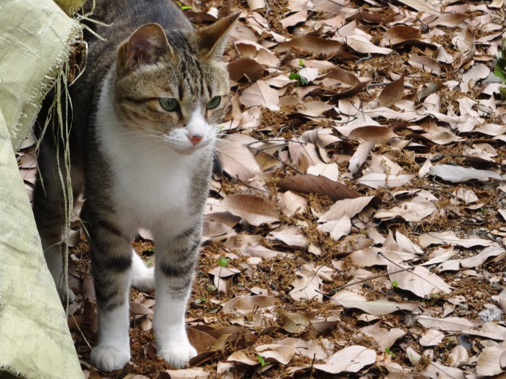 ねこ、風太 巡回