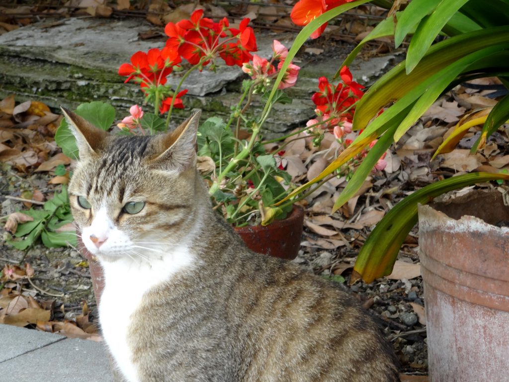 ねこ、風太 ベゴニア