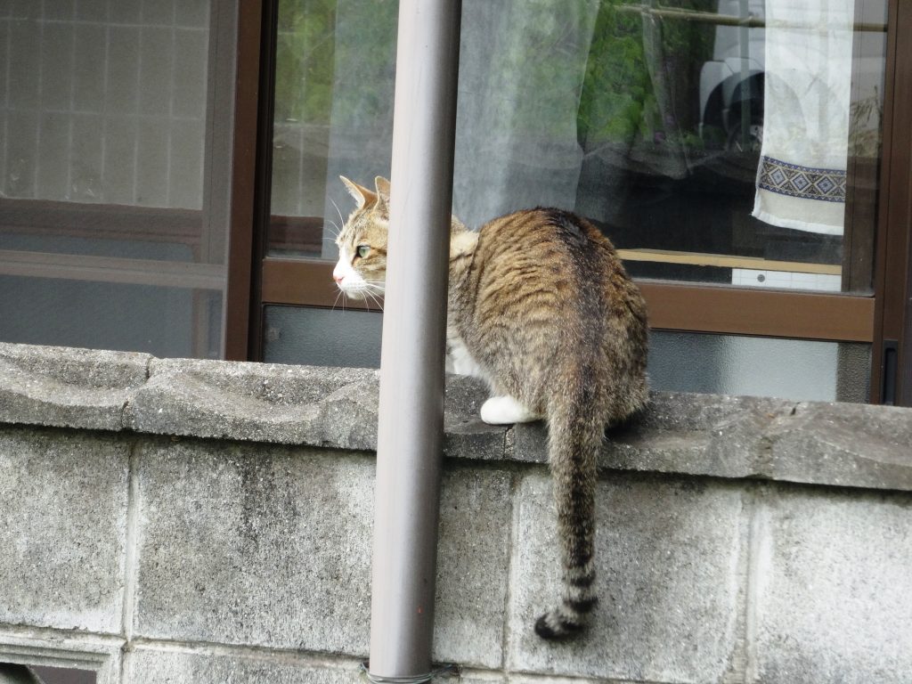 ねこ、風太 巡回