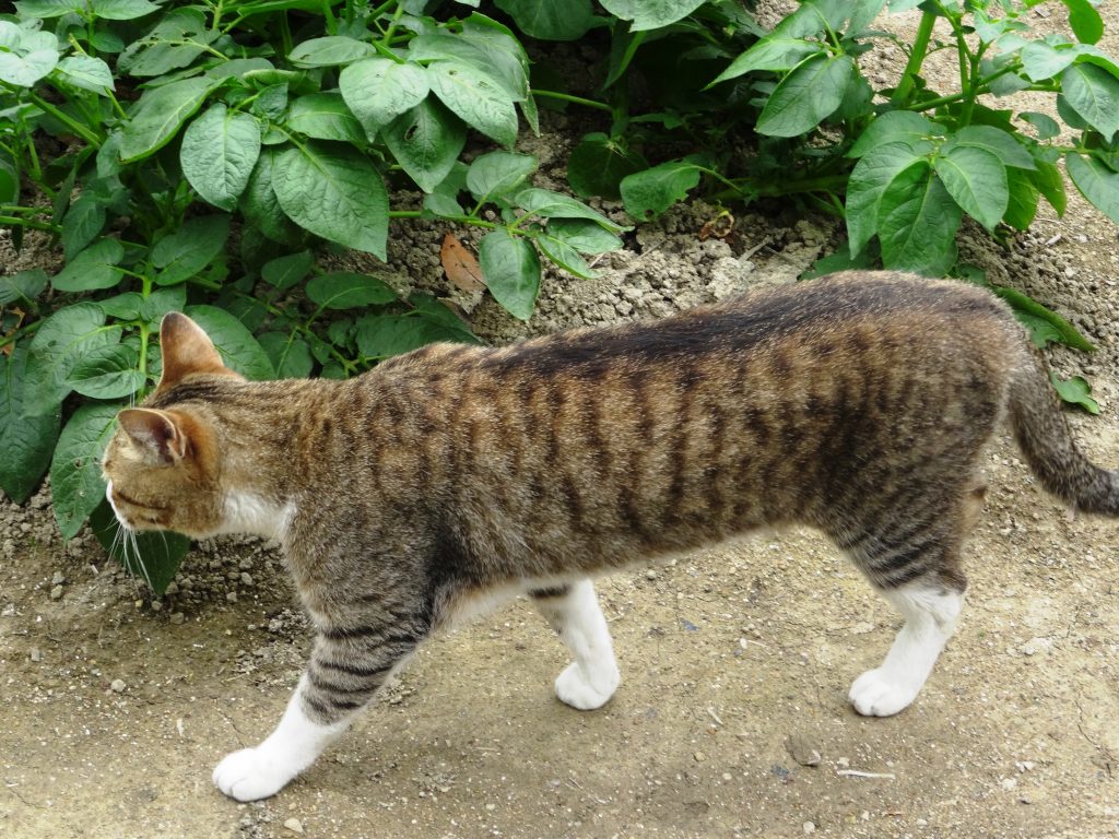 ねこ、風太 巡回