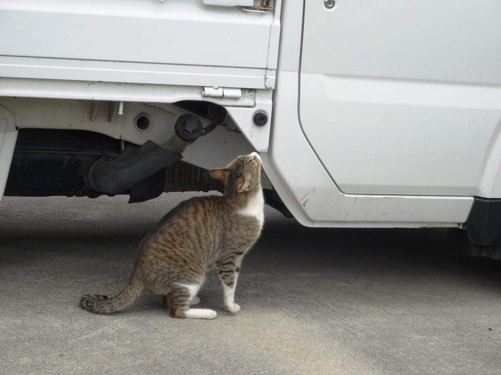 ねこ、風太 巡回