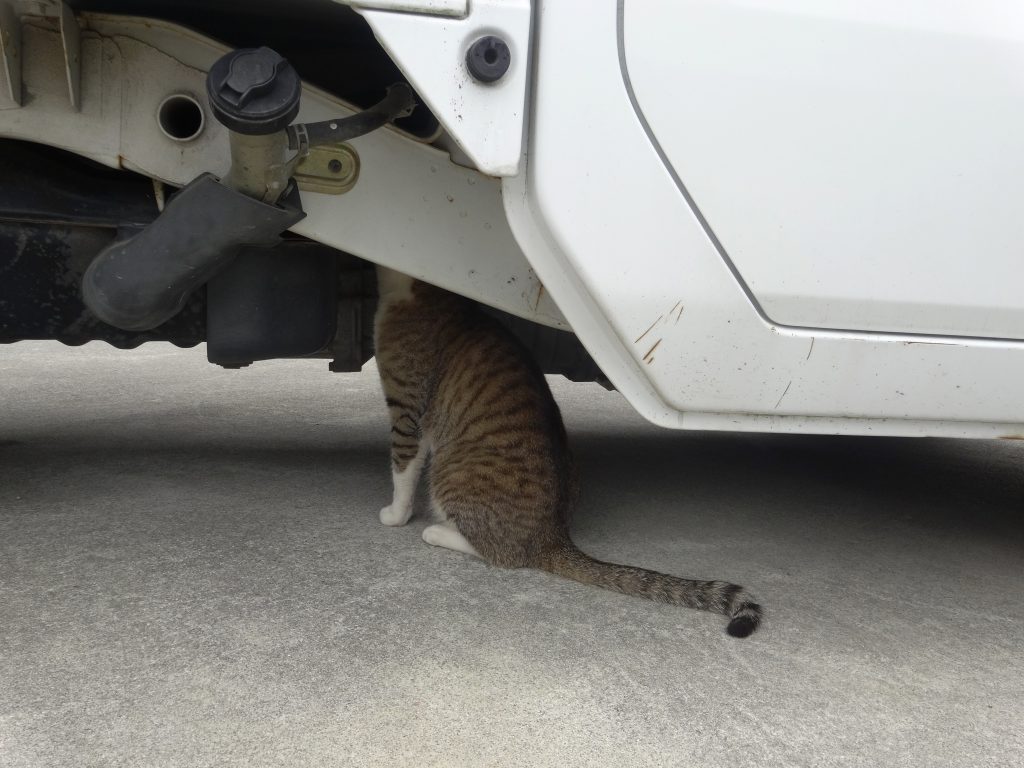 ねこ、風太 巡回