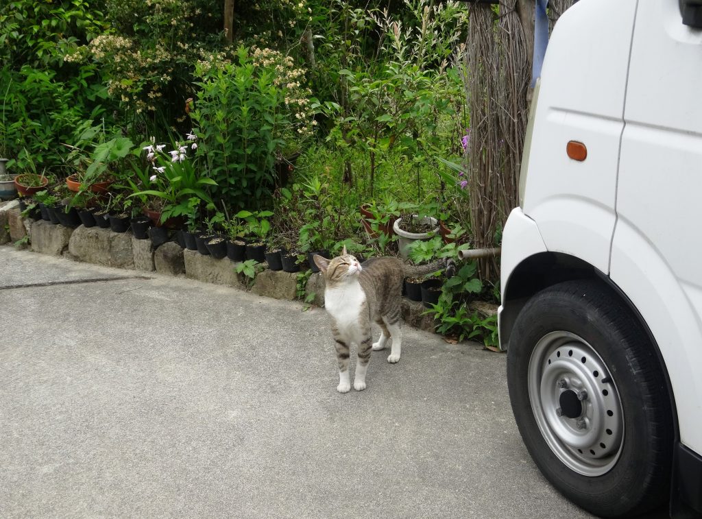 ねこ、風太 巡回