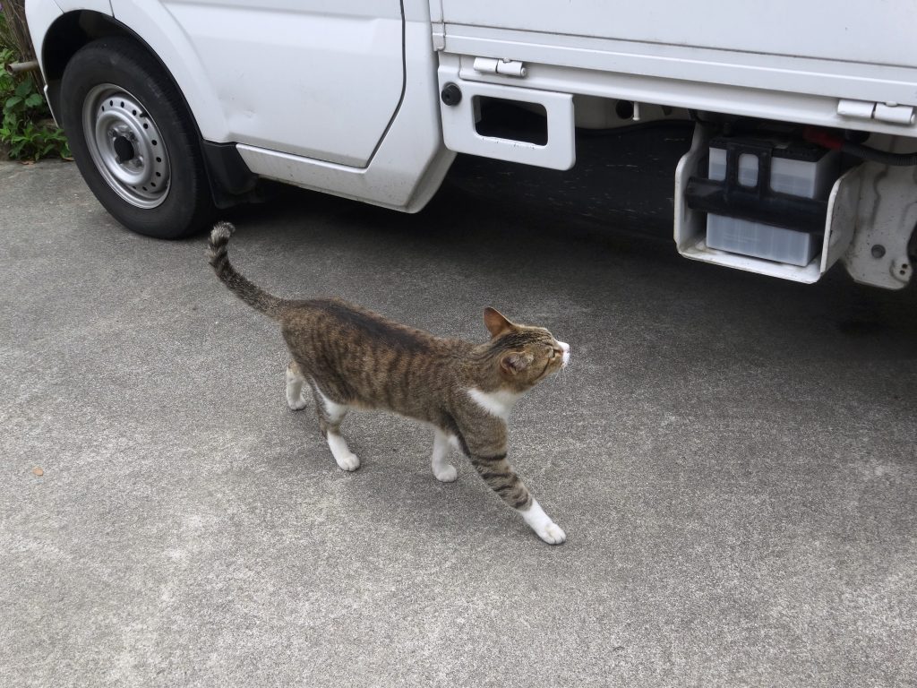 ねこ、風太 巡回