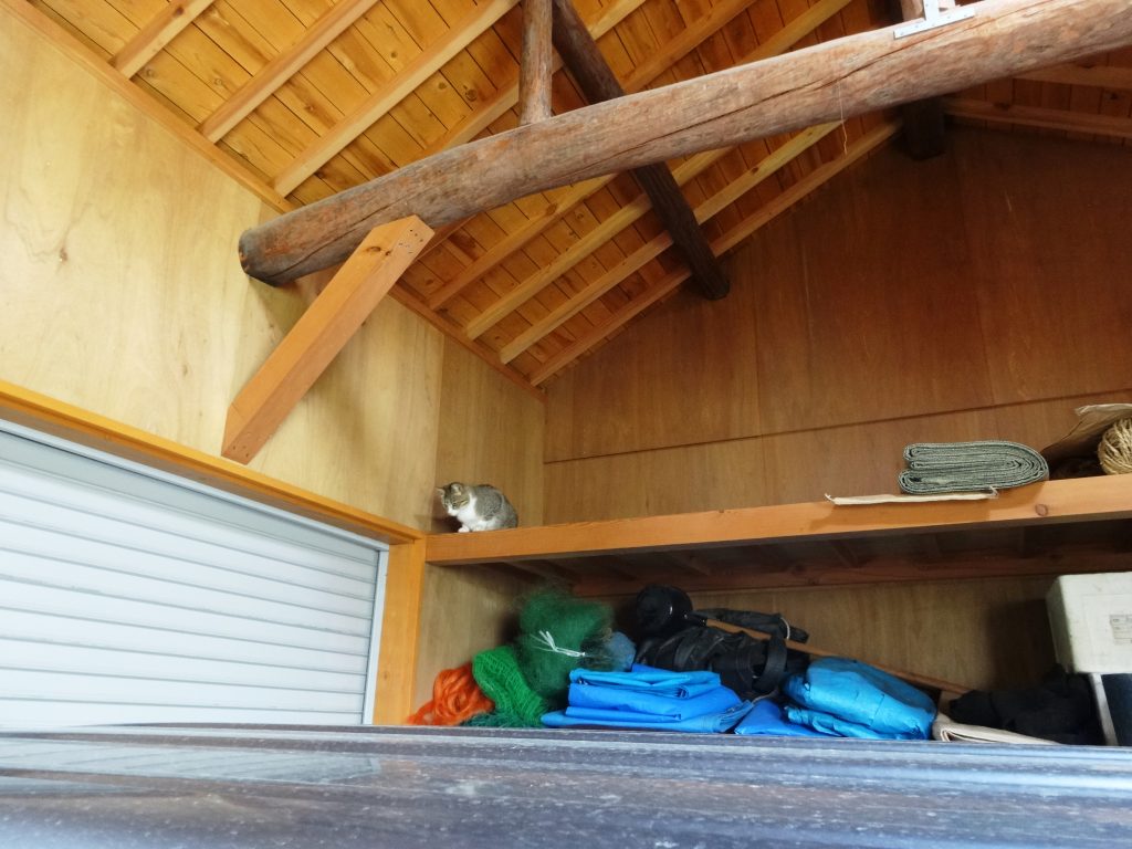 ねこ、風太 納屋