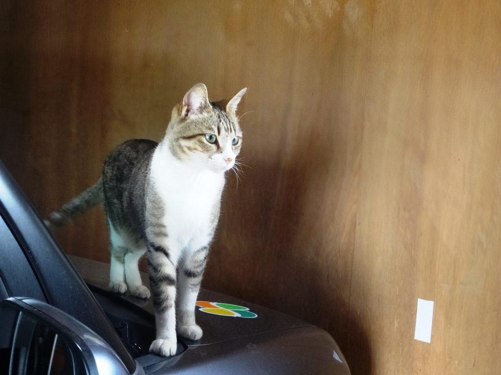 ねこ、風太 納屋