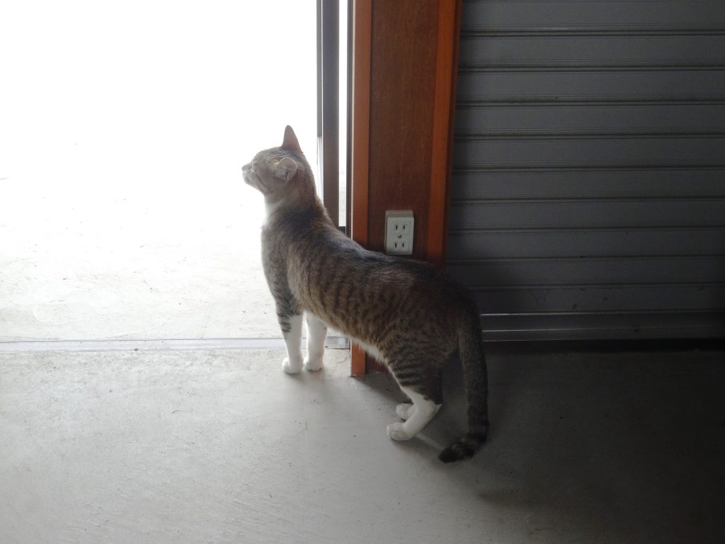 ねこ、風太 納屋