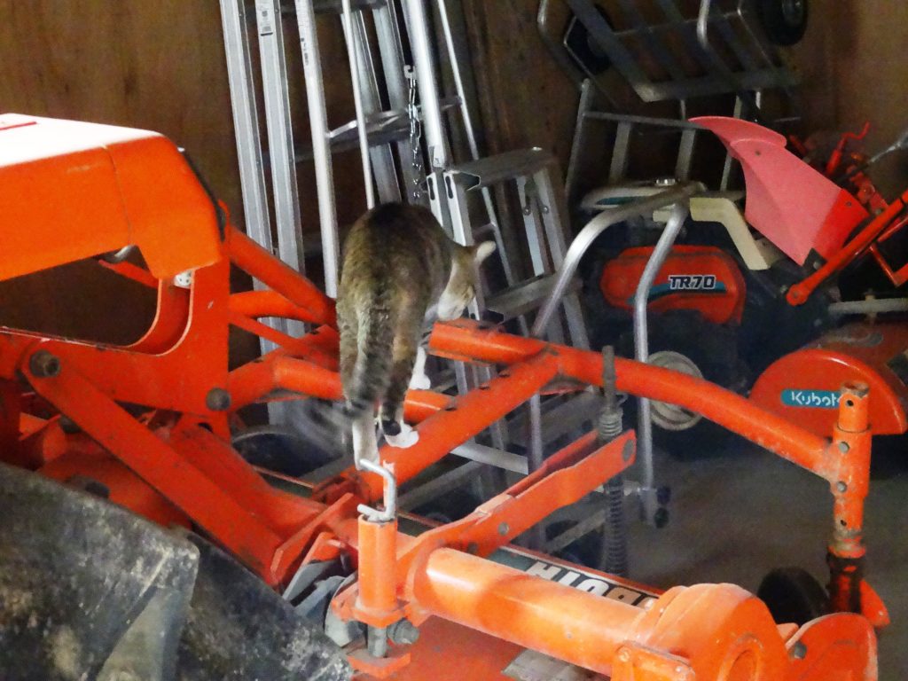 ねこ、風太 納屋