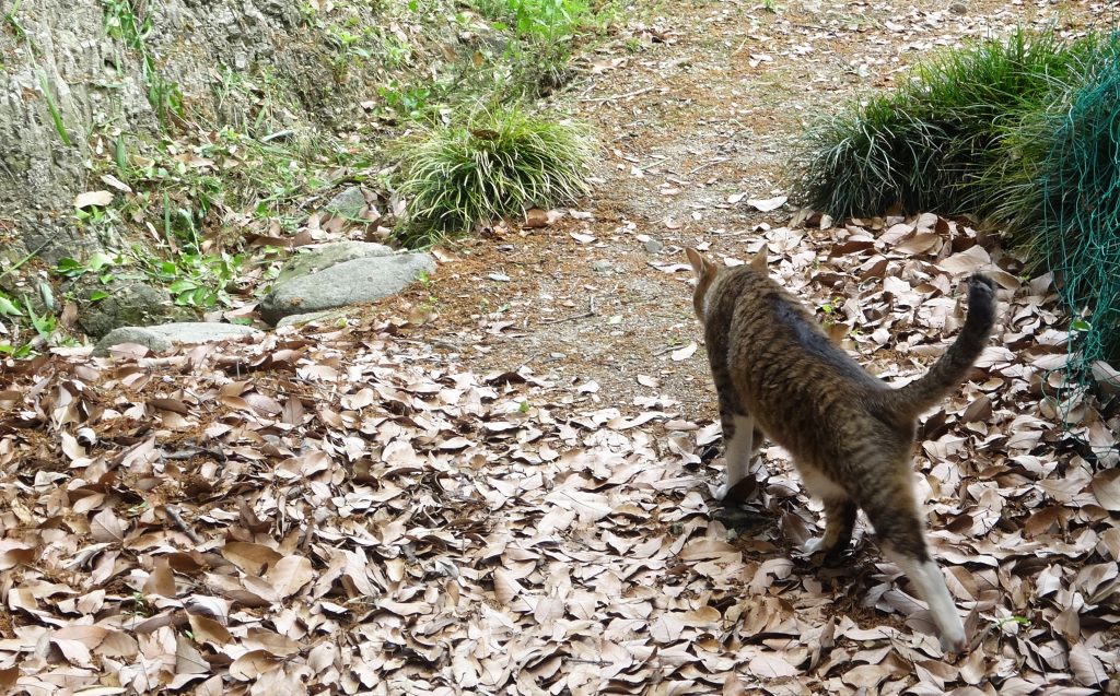 ねこ、風太 巡回