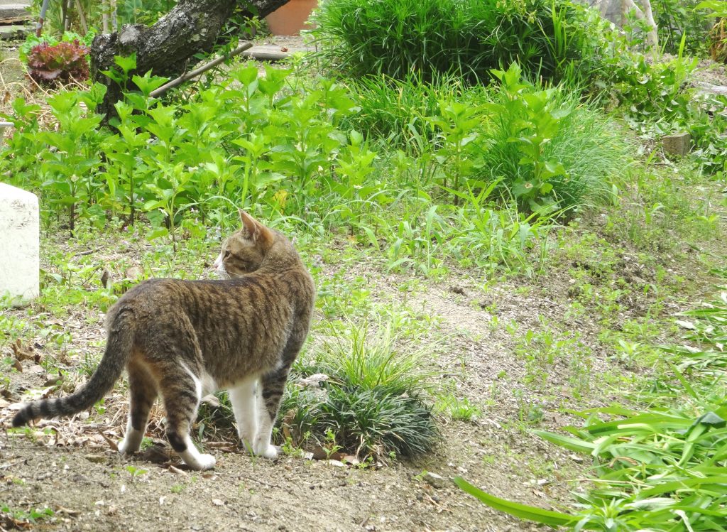 ねこ、風太 巡回