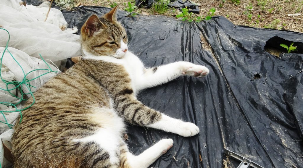 ねこ、風太 一休み