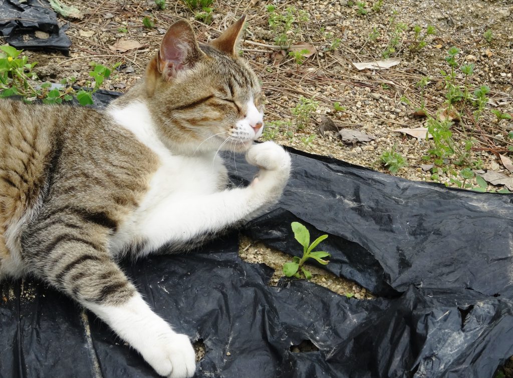 ねこ、風太 一休み