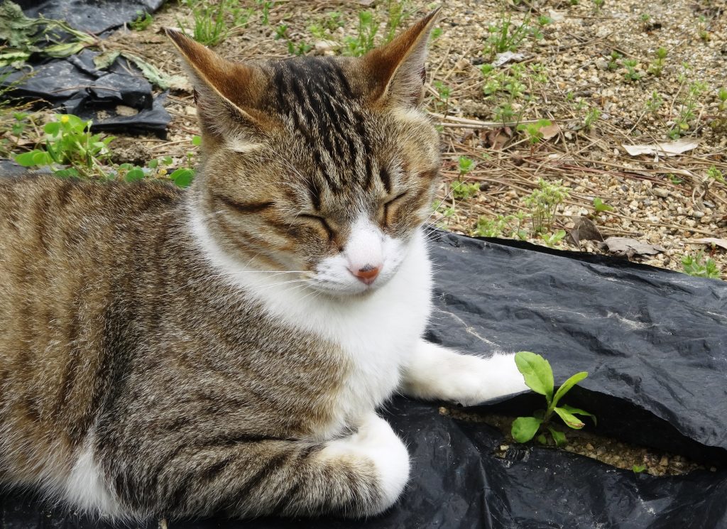 ねこ、風太 一休み