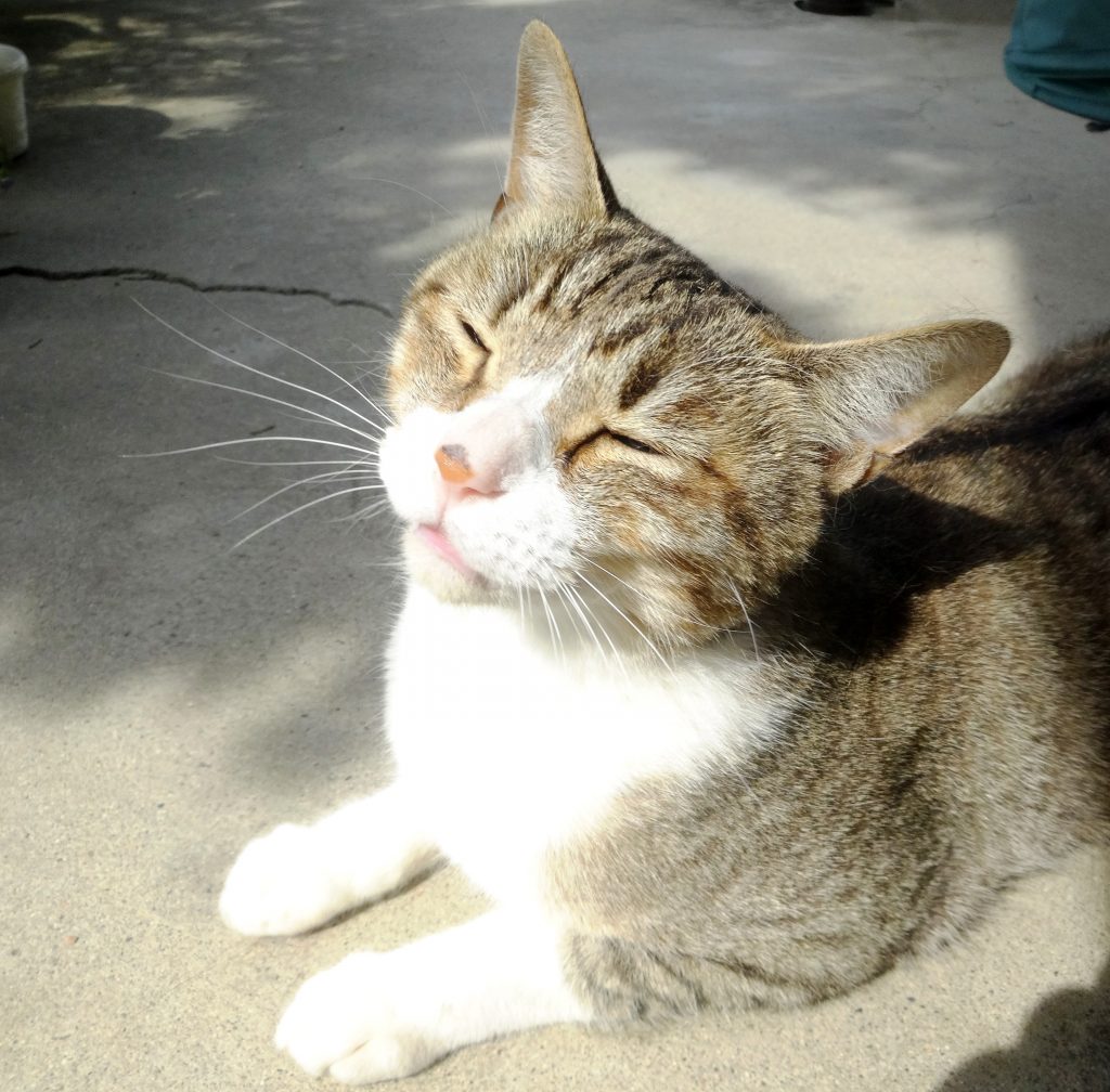 ねこ、風太 毛づくろい