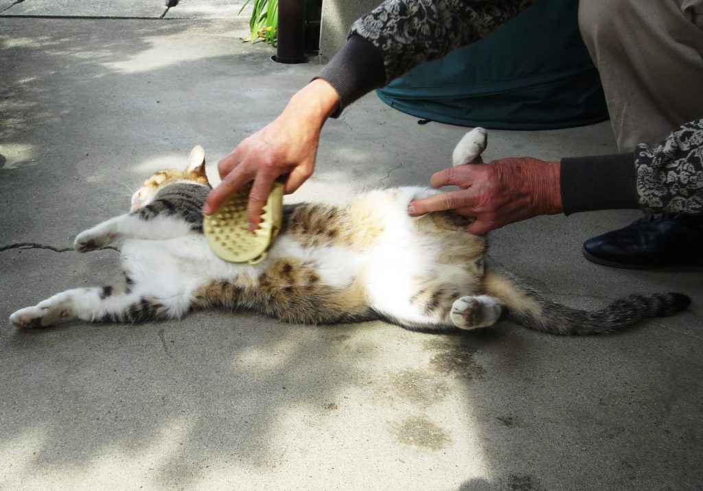ねこ、風太 毛づくろい