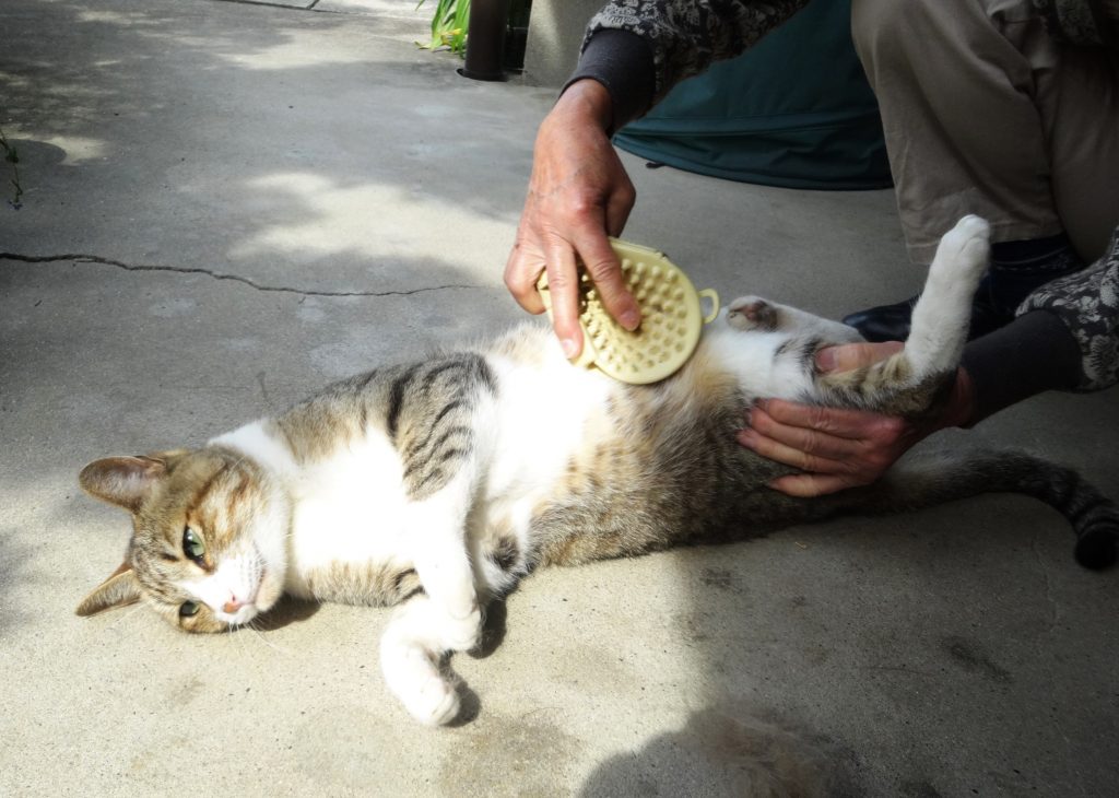 ねこ、風太 毛づくろい