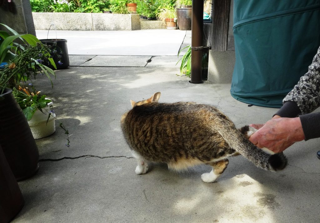 ねこ、風太 毛づくろい