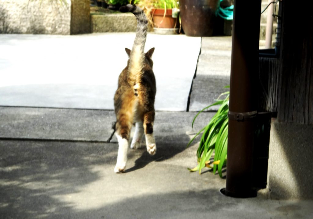 ねこ、風太 毛づくろい