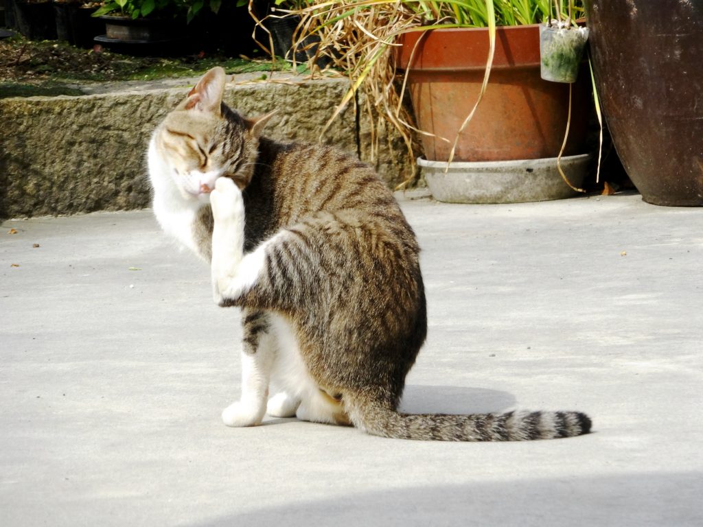 ねこ、風太 毛づくろい