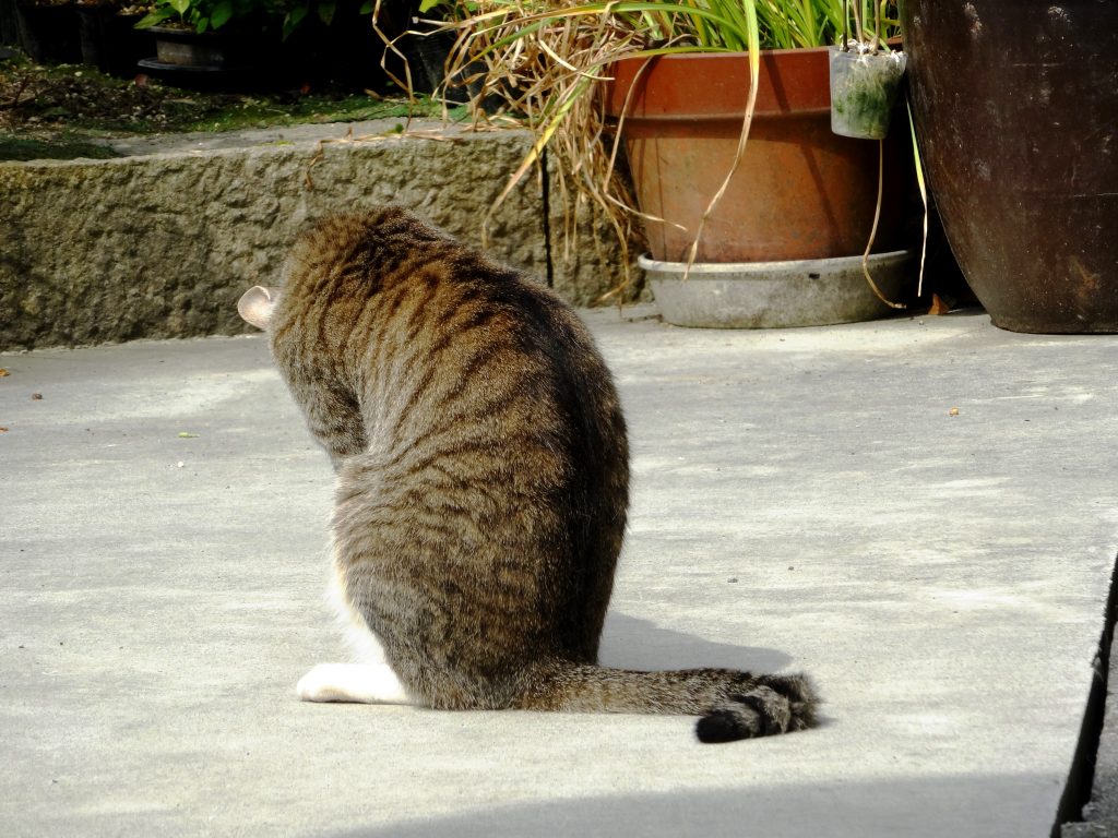 ねこ、風太 毛づくろい