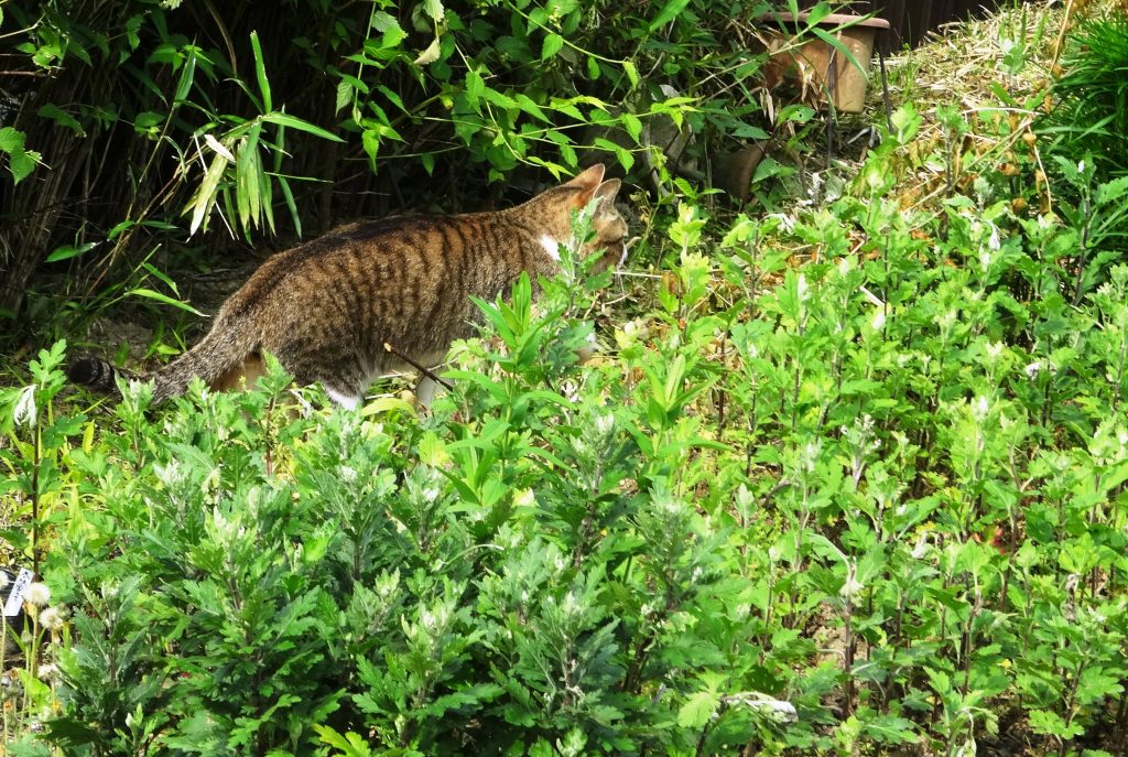 ねこ、風太 巡回
