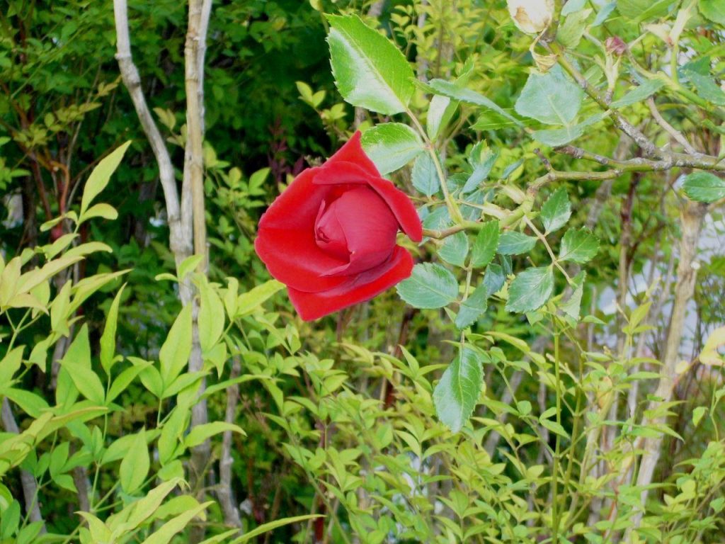 薔薇