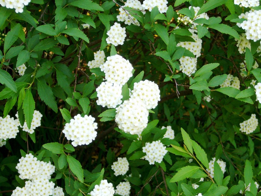 小手毬