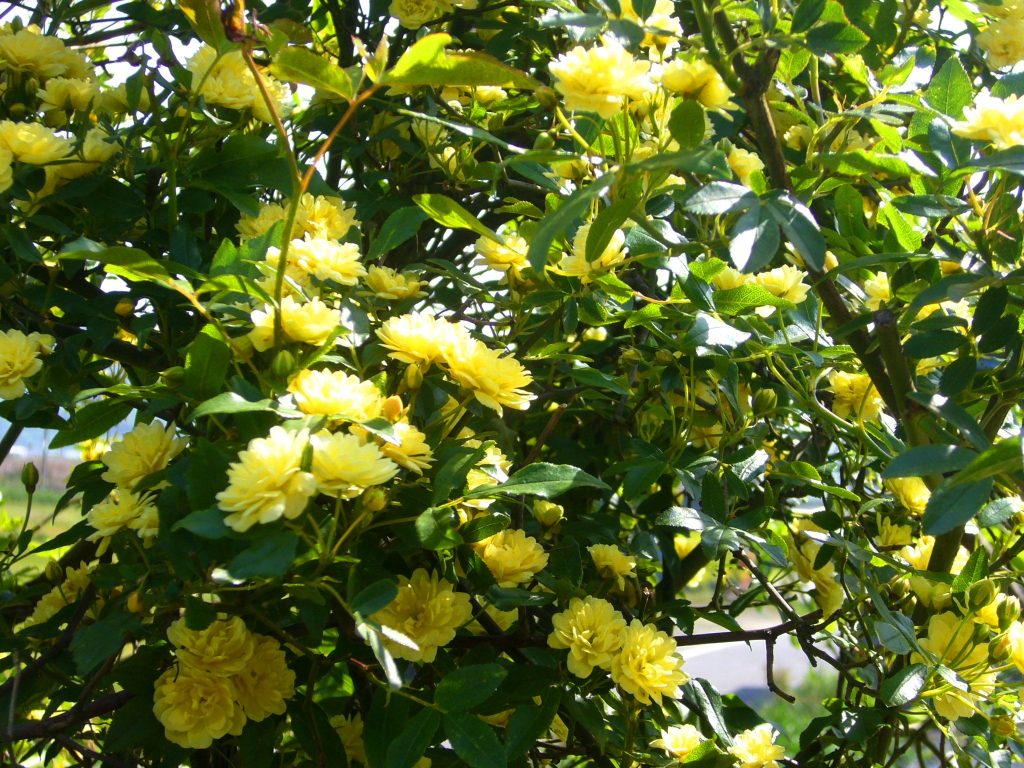 木香薔薇(モッコウバラ)