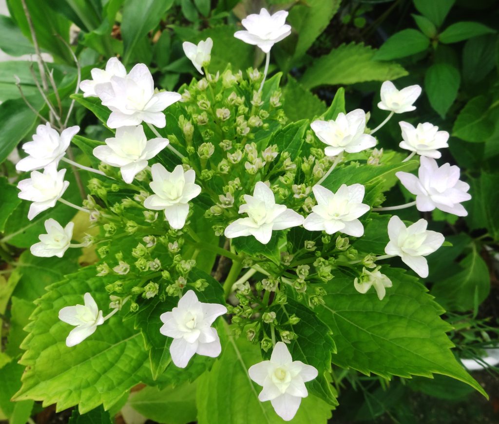 墨田の花火(スミダノハナビ)紫陽花