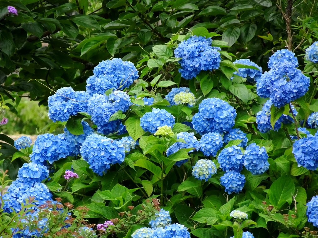 紫陽花