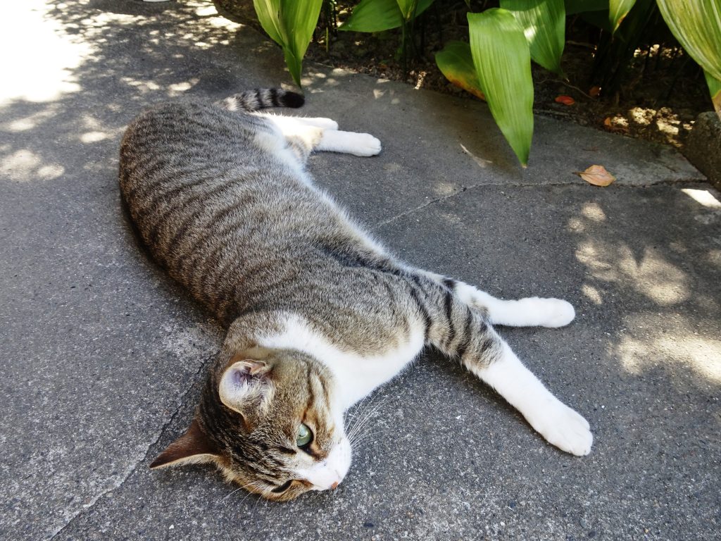 ねこ、風太 ごろ寝