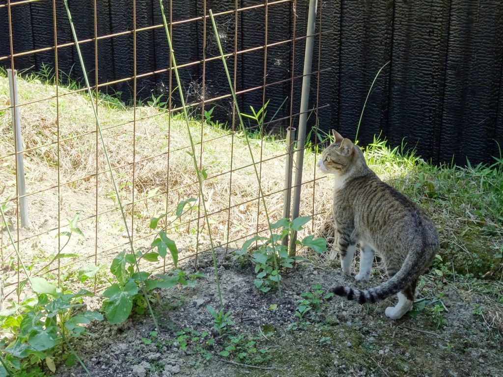 ねこ、風太 巡回