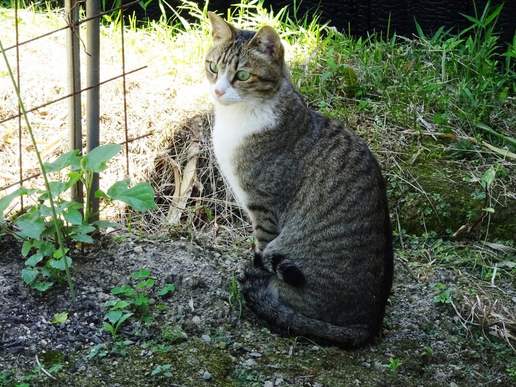 ねこ、風太 日陰