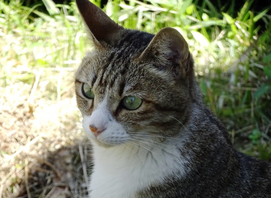 ねこ、風太 日陰