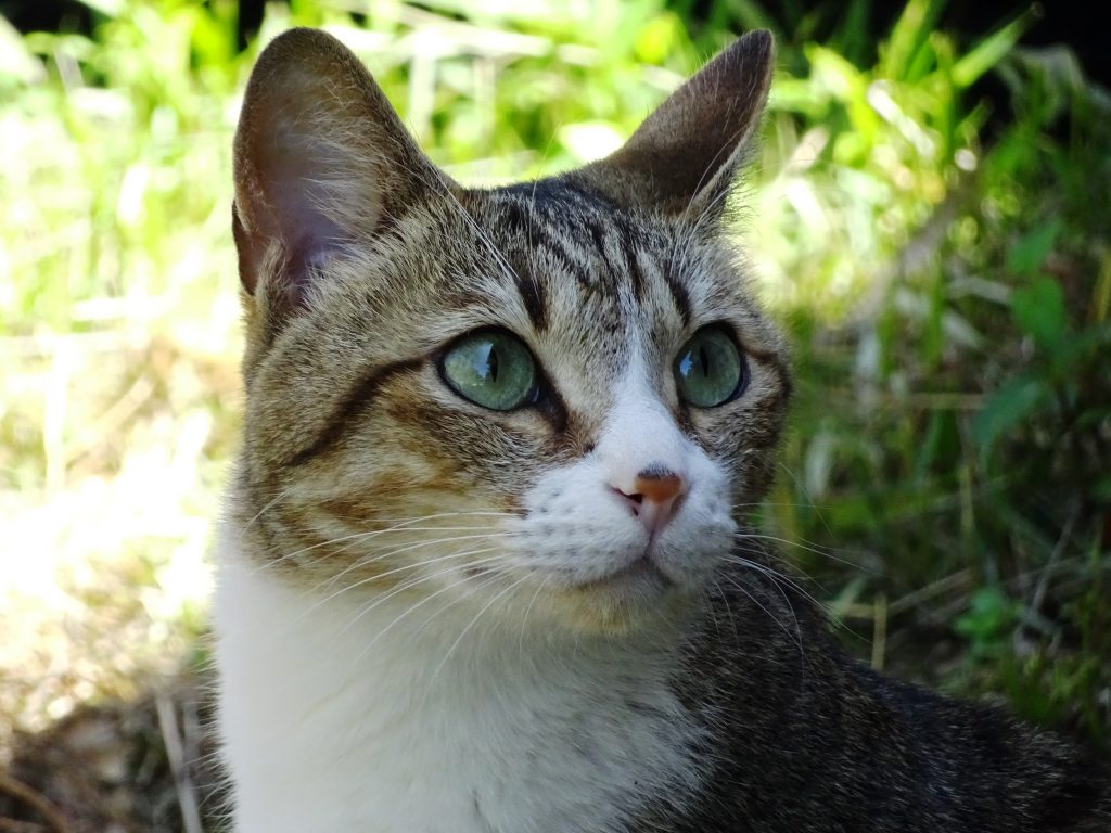 ねこ、風太 巡回