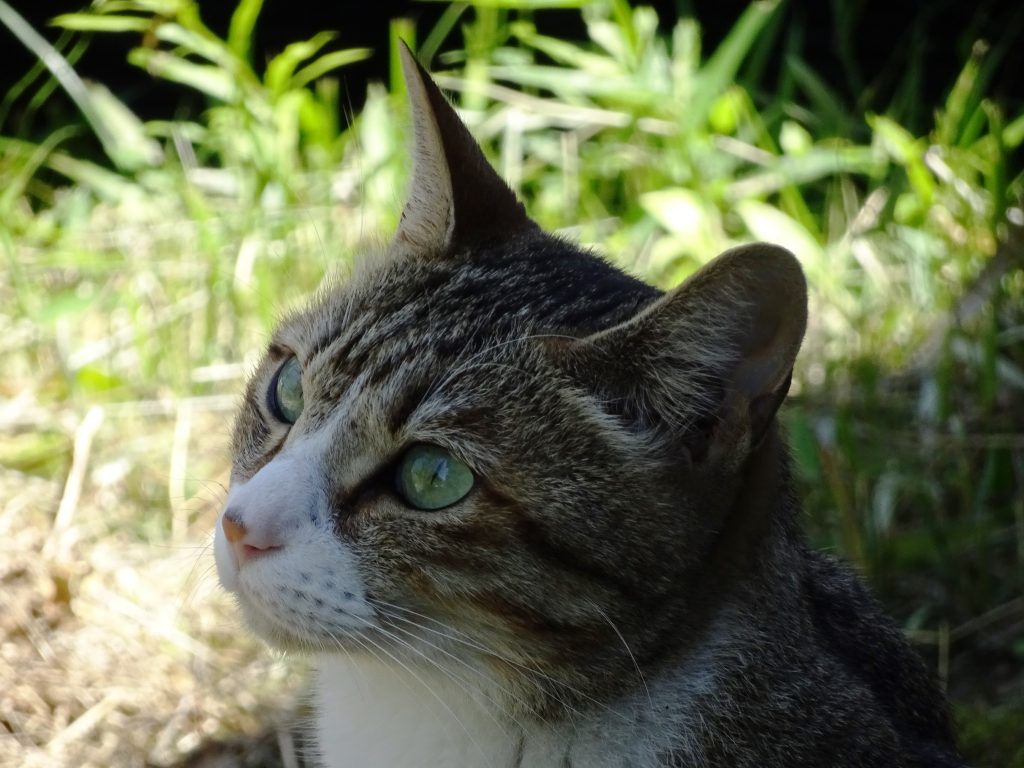 ねこ、風太 日陰