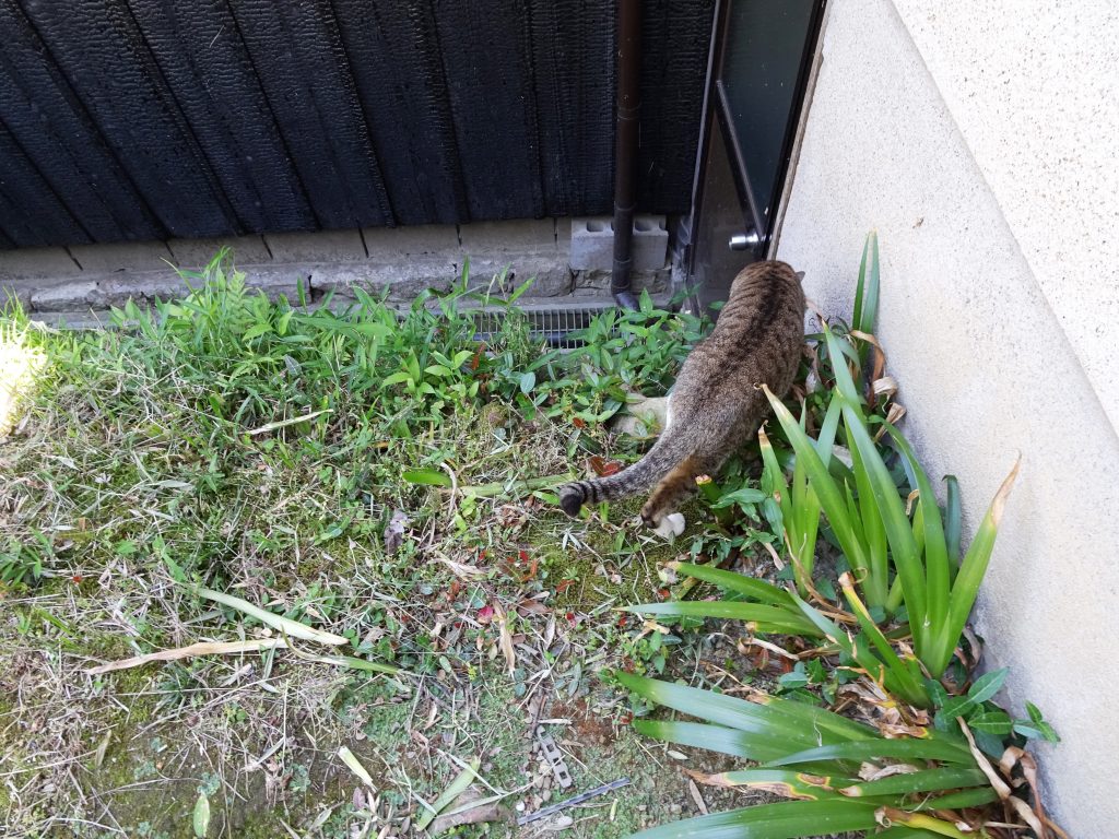 ねこ、風太 日陰
