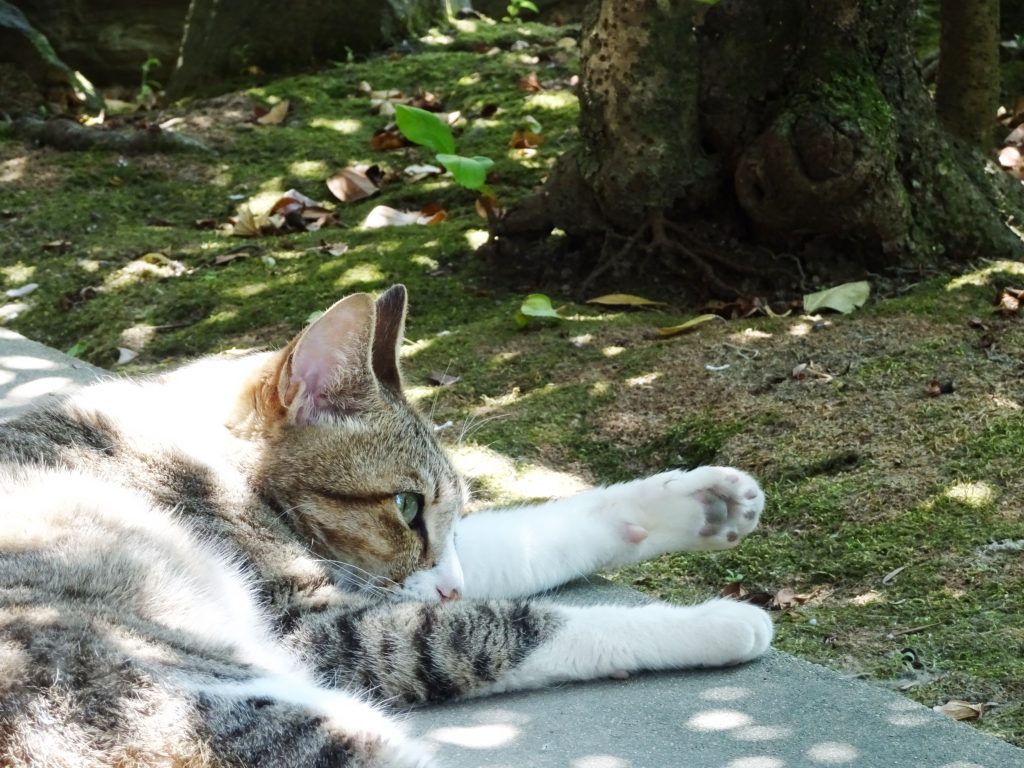 ねこ、風太 リラックス