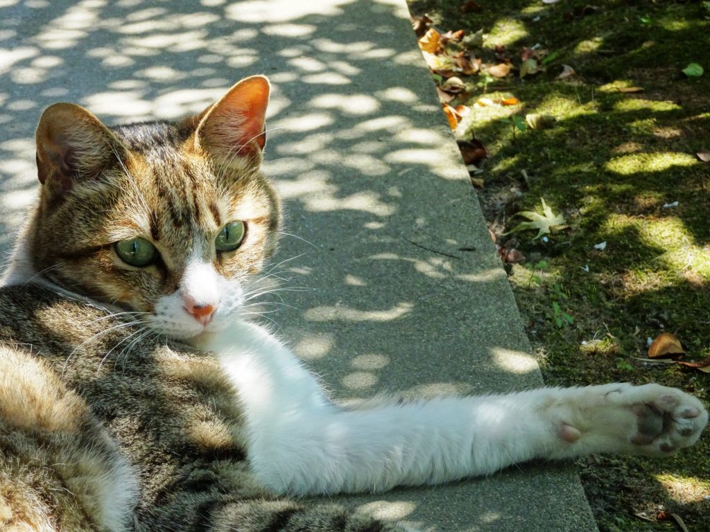 ねこ、風太 リラックス