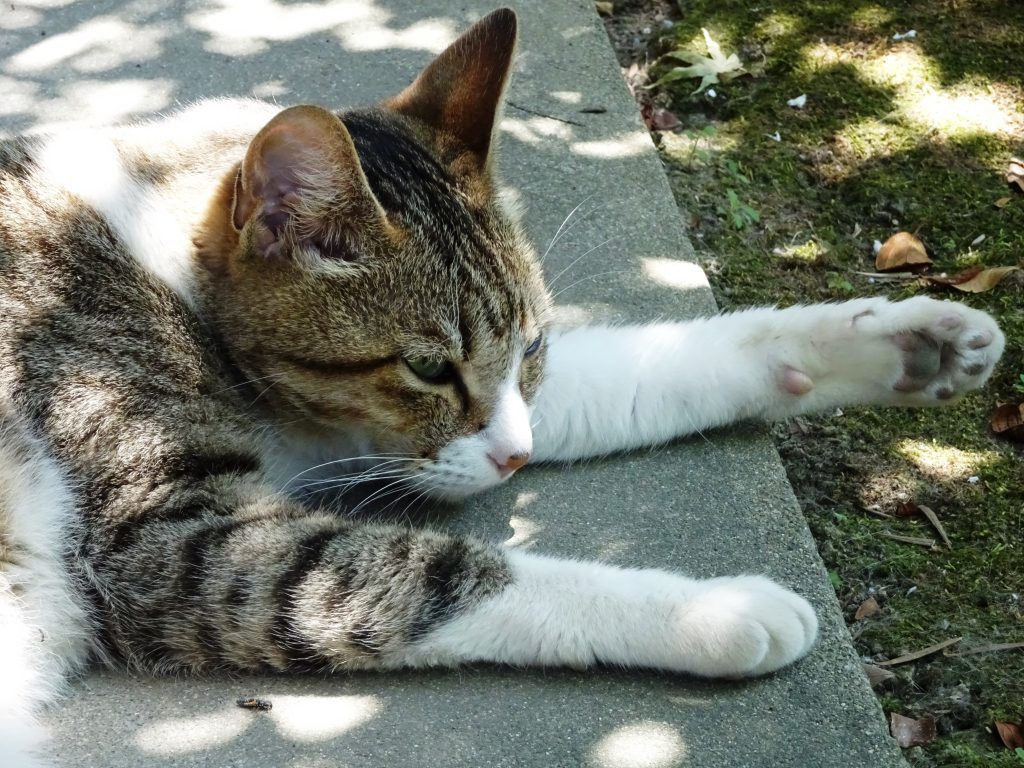 ねこ、風太 リラックス