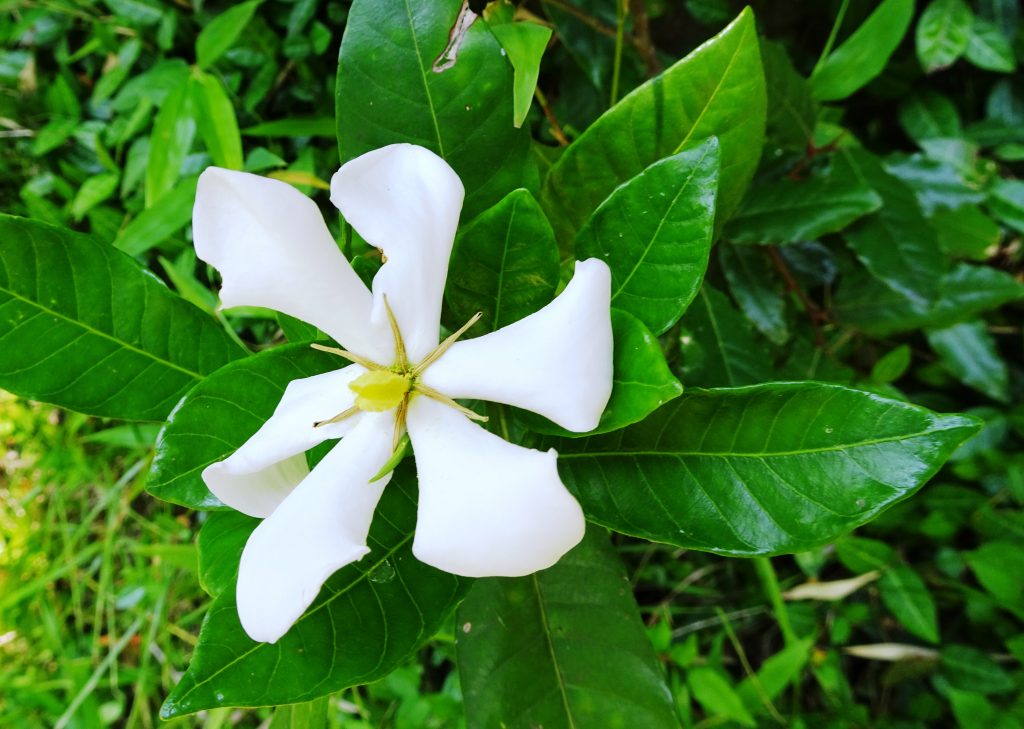 くちなしの花