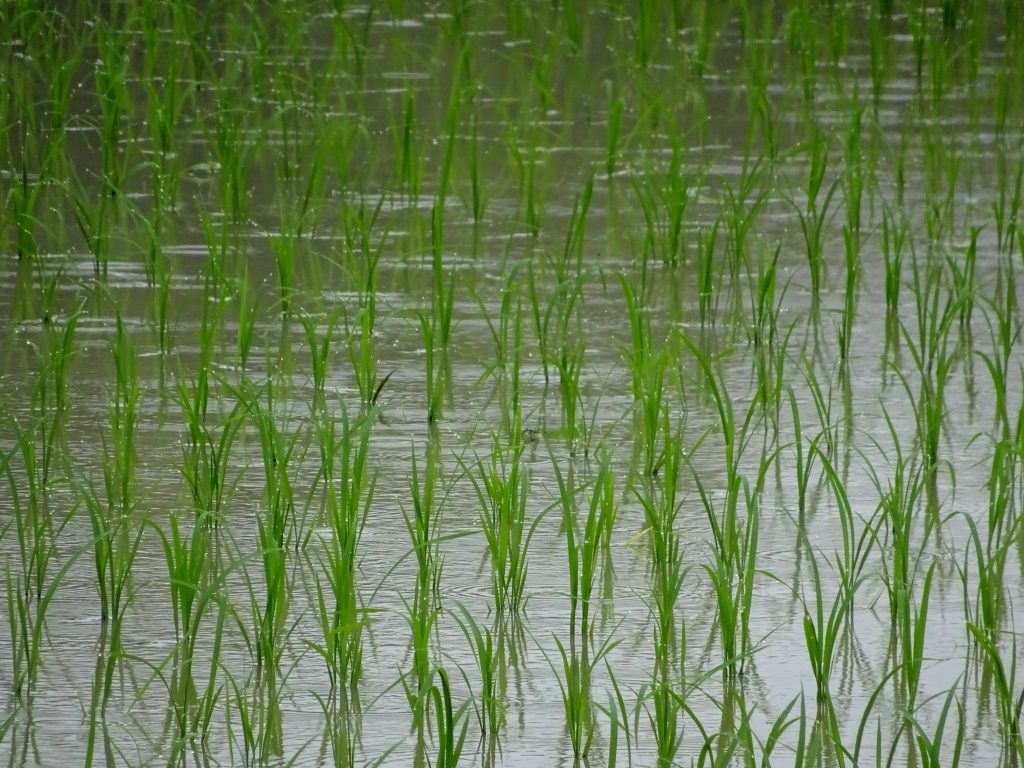雨降り水田
